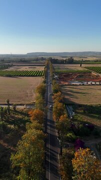 Cinematic Drone Tracking Shot Flying Backward Over Symmetrical Tree Lined Highway