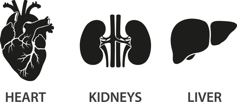 Set of black human organ icons with text labels including heart, kidneys, and liver for medical design