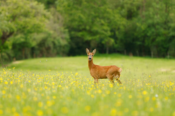 Beautiful female Roe Deer in a buttercup meadow in the English countryside. Wildlife landscape.  © Piaffe Photography