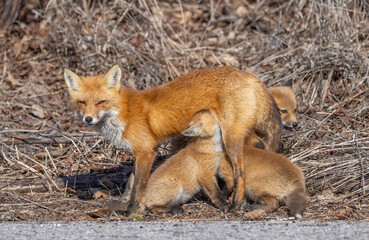 Naklejka premium Red fox feeding her kits in the forest in springtime in Canada 