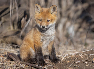 Naklejka premium Red fox kit sitting by its den deep in the forest in early spring in Canada