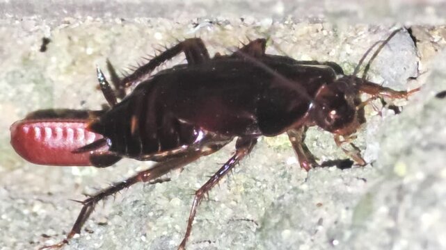 
Cockroach with egg case close up 

