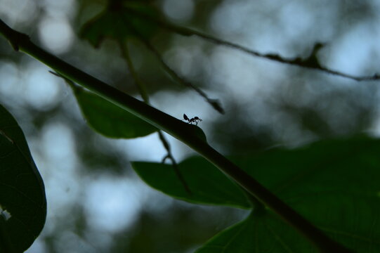 ant