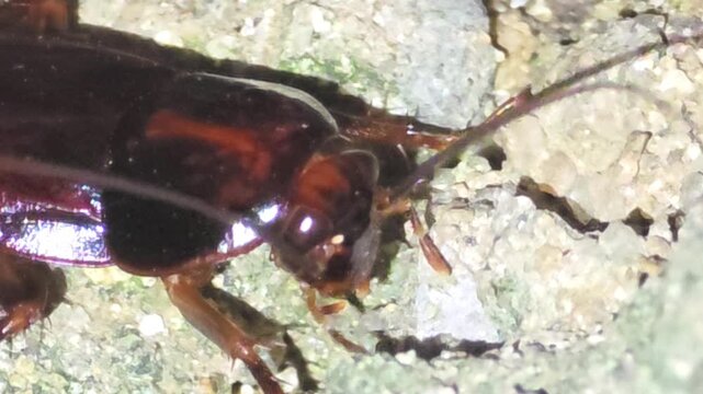  Close-up of the cockroach's head and upper body

