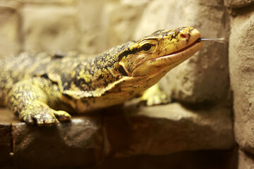 Fototapeta premium Close-Up Of A Lizard With Long Forked Tongue In A Warm Zoo Enclosure, Curious Eyes
