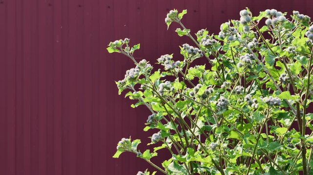 Green burdock plant with seed heads against red corrugated metal background