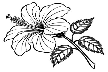 coloring page line art the yellow hibiscus flower black vector © MK