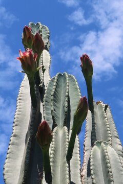 Mandacaru cacti (Trichocereus pachanoi) or Peruvian Apple Cactus against blue sky