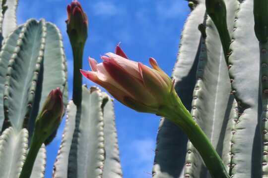 Pink cactus flowers in Florida nature, closeup