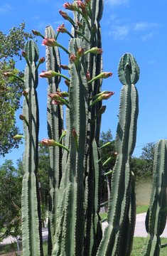 Mandacaru cacti (Trichocereus pachanoi) or Peruvian Apple Cactus against blue sky
