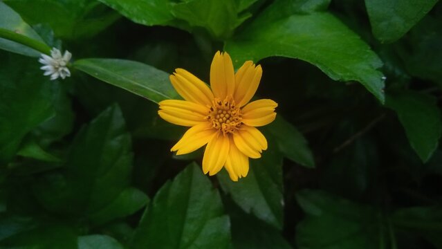 A beautiful yellow wedelia flower blooming in the wild nature with green leaves for botanical garden natural display