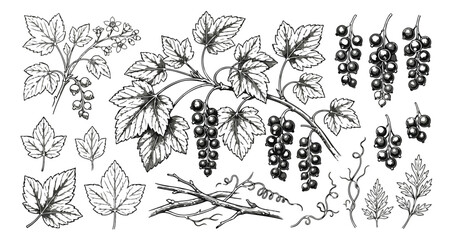 Vintage blackcurrant botanical illustration set, hand drawn berry branches and leaves vector, rustic engraved currant fruit sketches for packaging © Shahzad