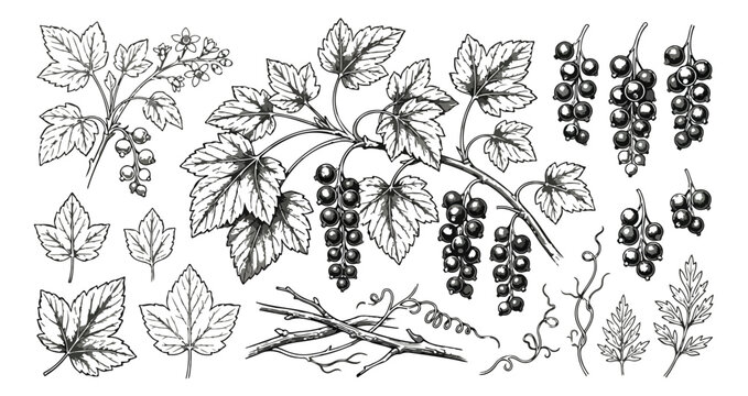 Vintage blackcurrant botanical illustration set, hand drawn berry branches and leaves vector, rustic engraved currant fruit sketches for packaging