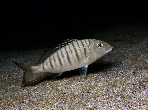 Sand steenbras - Lithognathus mormyrus