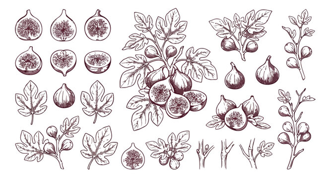 Vintage fig fruit sketch collection, hand drawn botanical illustrations of common figs and leaves, rustic garden fruit vector set for organic food packaging