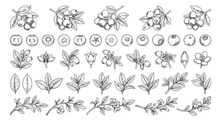 Vintage blueberry botanical sketch collection, hand drawn berry branches and leaves, organic fruit line art set, 45 vector elements © Shahzad