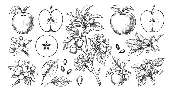 Vintage apple fruit botanical sketch collection, hand drawn garden apple tree branches with blossoms and leaves, rustic black and white vector set