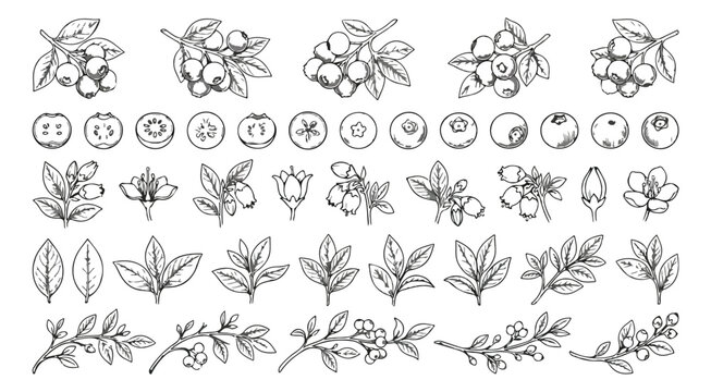 Vintage blueberry botanical sketch collection, hand drawn berry branches and leaves, organic fruit line art set, 45 vector elements
