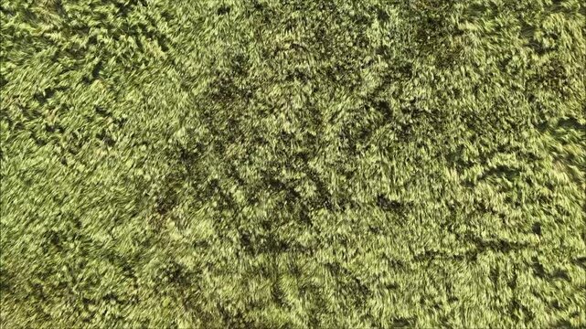 Drone Flight Above Grain Field with Wind Creating Natural Waves in Crops