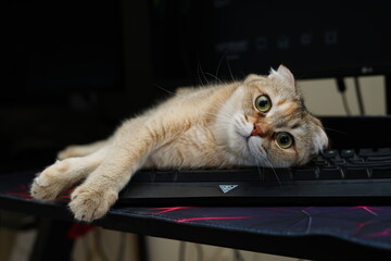 cat chilling tired pc gamer © Ahmed J.R