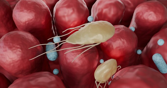 3d illustration of Giardia lamblia (intestinalis, duodenalis), protozoa, parasite, causing intestinal infection: giardiasis. Not AI generated.