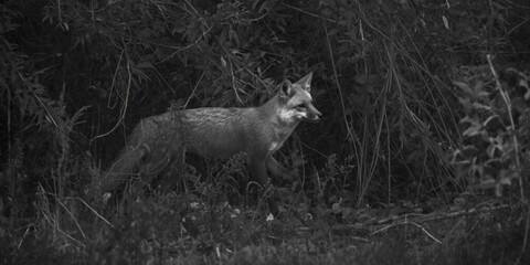 Naklejka premium Stylized black and white shot of a gray fox navigating dense underbrush