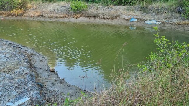 Traditional Fish Pond Water Canal with Greenish Water in Coastal Area 