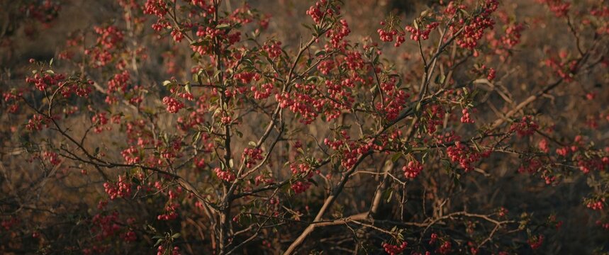 Wild spindle tree adorned with lush pink berries in natural setting