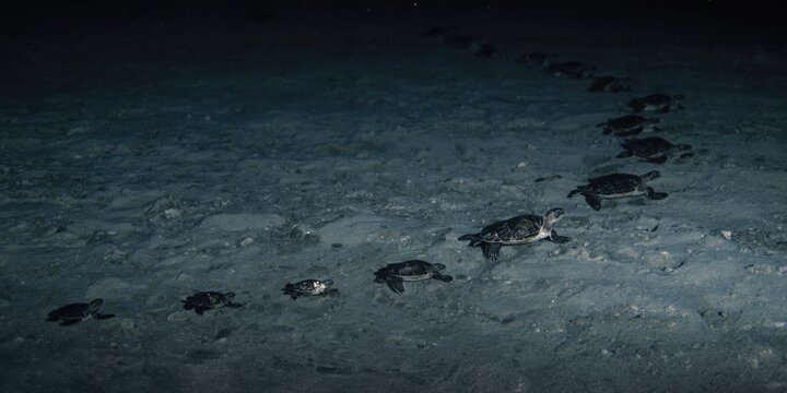 Loggerhead turtle hatchlings making their way to the sea at night