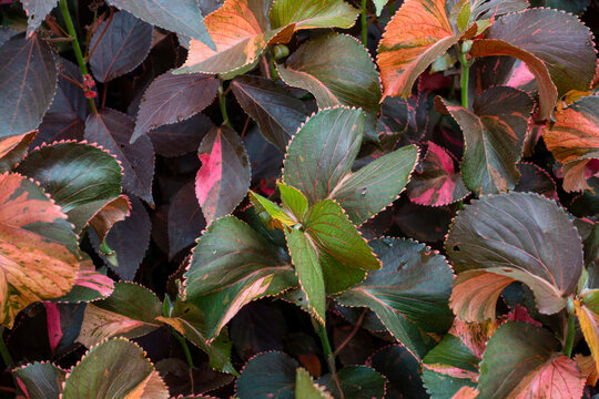 Full frame of vibrant Copperleaf leaves creating a colorful natural background
