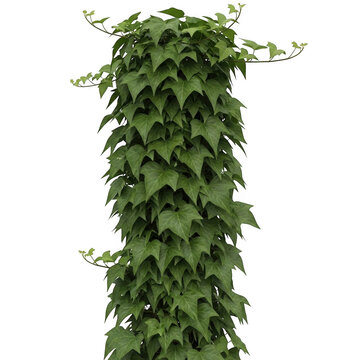 Green ivy climbing on white background