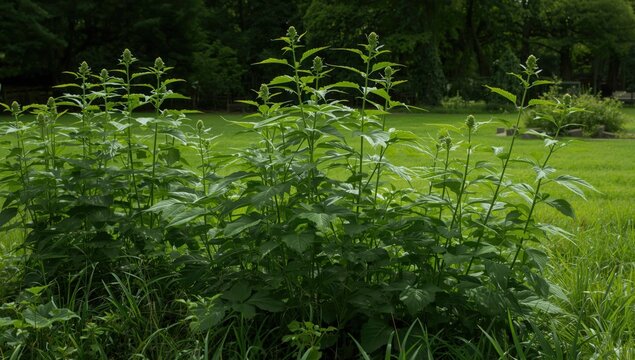 Jimson Weed plants flourishing in a lush green park area