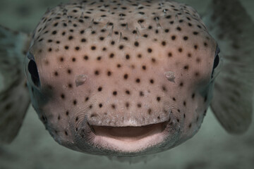 Pufferfish @ komodo, Indonesia © Travel Tips Stories