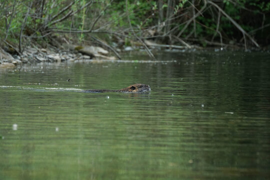 A nutria swimming in a river with green water reflections near a forested bank.