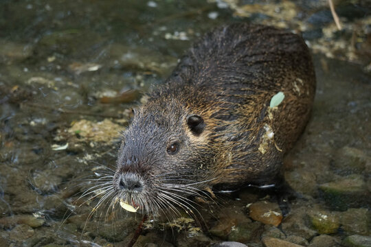 A nutria standing in shallow river water on a rocky bottom.