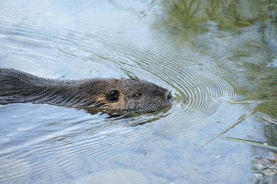A nutria swimming in clear river water creating circular ripples.