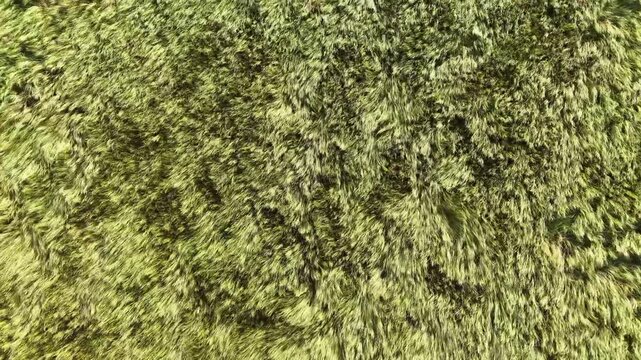 Drone Flight Above Grain Field with Wind Creating Natural Waves in Crops
