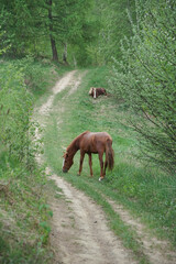 Naklejka premium Two beautiful horses grazing and resting along a country path in a green forest.