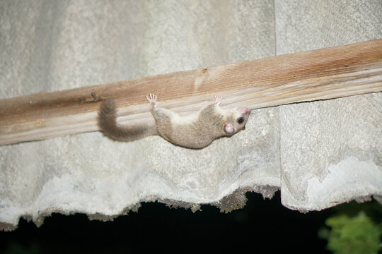 Cute edible dormouse hanging on a wooden beam under a roof at night. Wild glis glis in nocturnal wildlife concept.