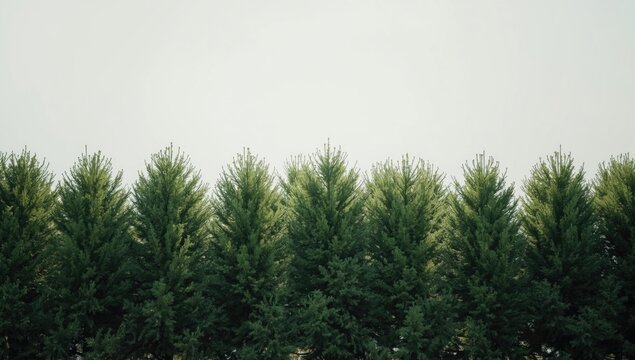 Translucent background image featuring a high resolution, perfectly isolated green pine and tree row