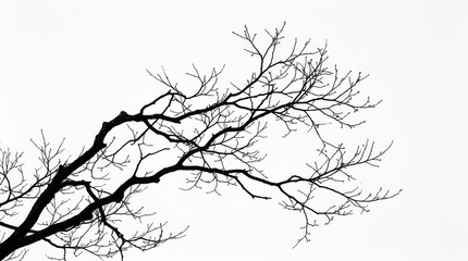 Fototapeta premium Bare tree branches silhouette on white minimal background