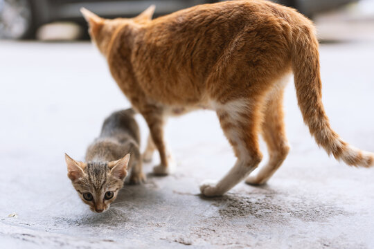 Orange Tabby Mother Cat and Kitten Walking on Concrete Street in Urban Area