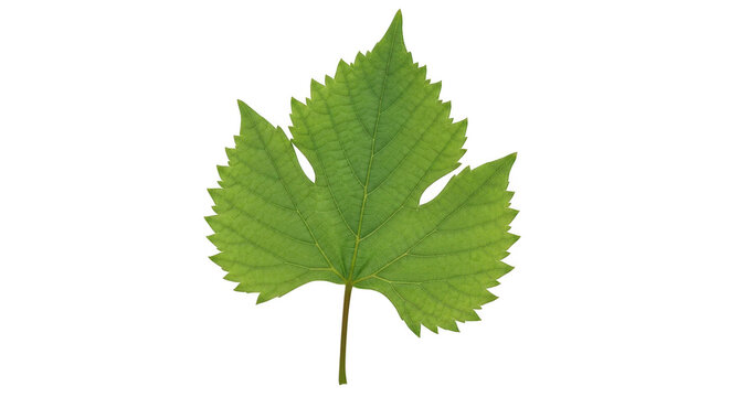 Green maple leaf with pointed lobes