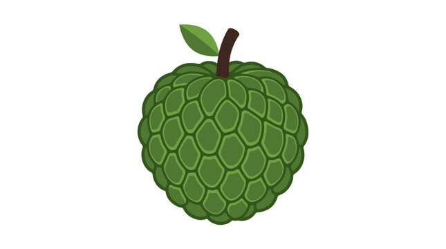 Custard Apple Fruit Illustration Isolated on White Background
