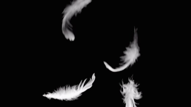 White Feathers Falling In Slow Motion On Black Background