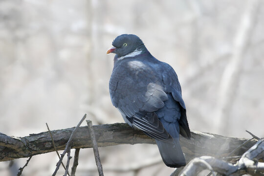 A close-up shot of an adult male Common Wood Pigeon (Columba palumbus) viewed from behind, resting on a thick bare branch against a soft, bright background (isolated background style).