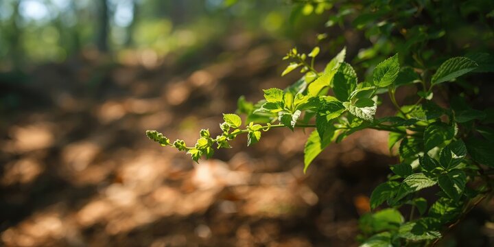 Natural backdrop featuring the bright green foliage of Tiliacora triandra herb