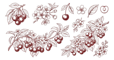 Vintage cherry botanical illustration set, hand drawn fruit branches with blossoms and leaves, engraved style berry vector elements for organic food packaging © Muhammad