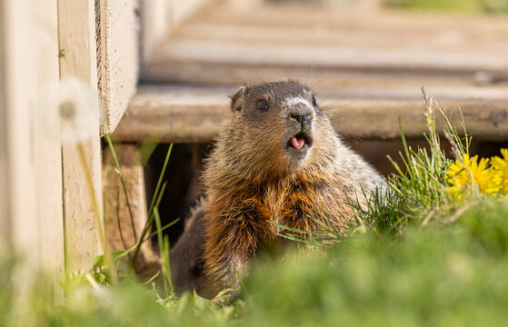 Baby groundhogs living under a shed. 