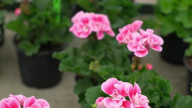 Closeup pink pelargonium flowers greenhouse, potted plants, lush green soft leaves, ideal for broll intro. Decorative Bright blossoms in greenhouse setting. Vivid pelargoniums. Beautiful Nature video